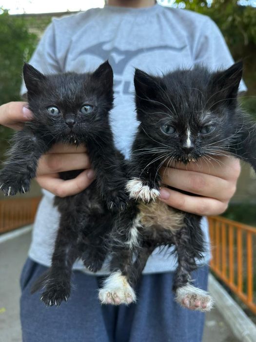 Отдам котят в добрые руки