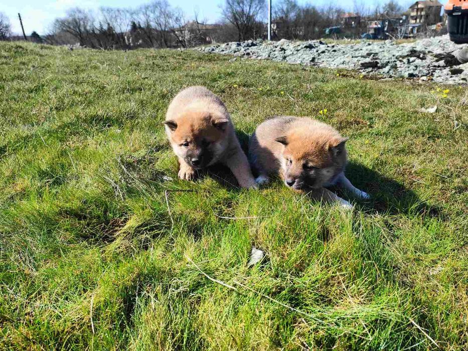 Продавам кученца Шиба Ину