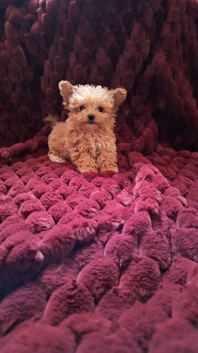 Maltipoo mini toy