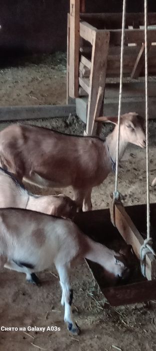 Ұрғашы тәуір лақтар бар 3 шт