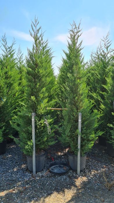 Leylandii, tuia de orice specie.  Brazi