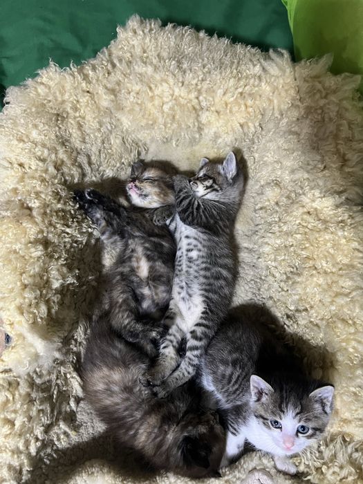 Отдам котят добрые руки