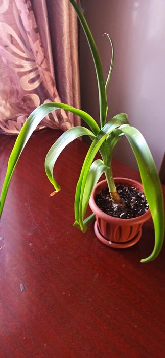 Продам недорого .