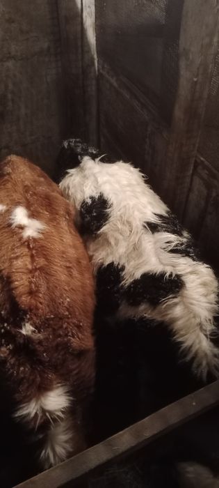 Продам телочку продам