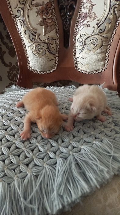 Mishuklar sotiladi zotli