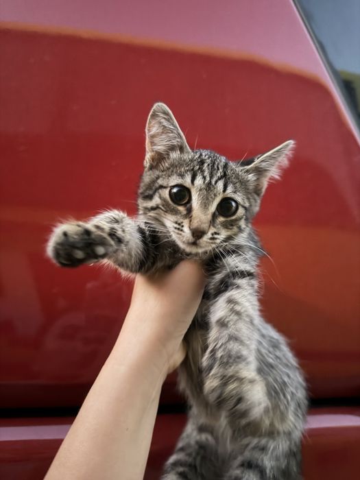 Котенок в добрые руки