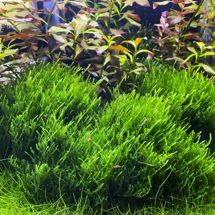 Plante Muschi de acvariu/Coral Moss/ Fissidens/ Christmas/ Flame/Pelia