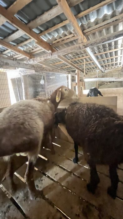 семіз Қойлар сатылады