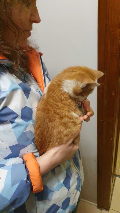 Намерено - Рижаво мъниче спешно търси дом