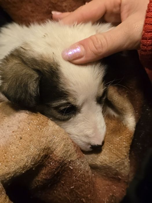 Spre adopție 2 cățeluși drăgălași