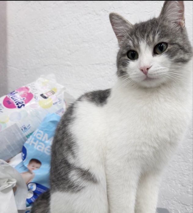 Пристраивается милаха Мурзик! Кастрироан