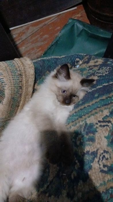 отдам котят красивые