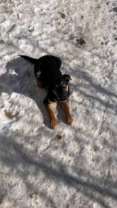 Щенок в добрые руки, девочка. Ұрғашы күшік