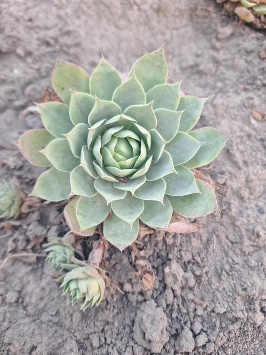 Каменная роза продам