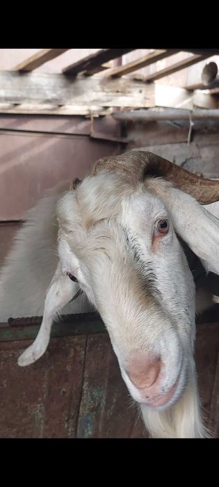 Козел англонубиец