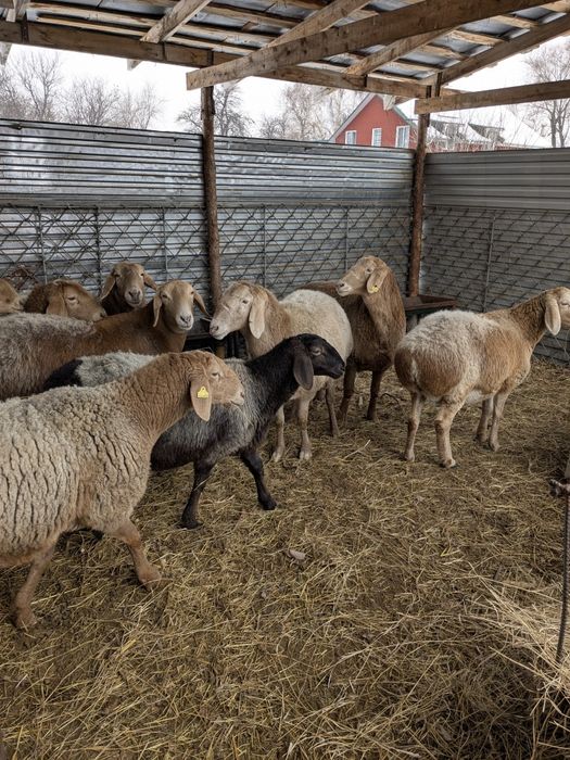 Арашан матки на продажу