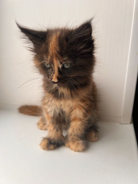 Продам Мейн Куна девочку