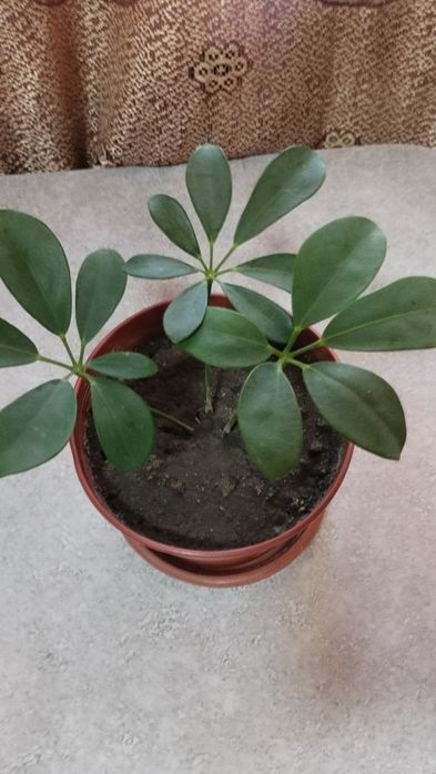 Шефлера красивое комнатное растение