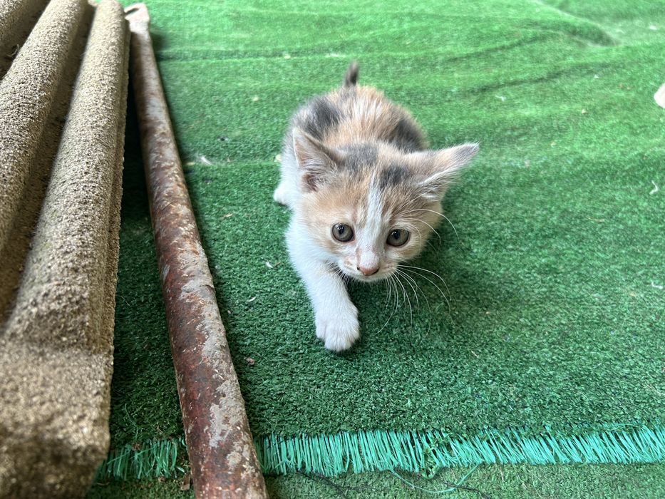 Подарявам котки