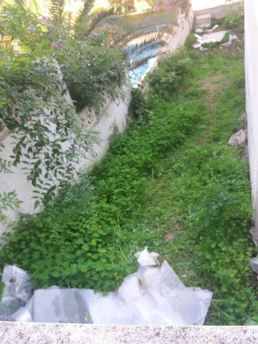 Amenajare grădini, toaletare pomi, scarificare-insamantare gazon!