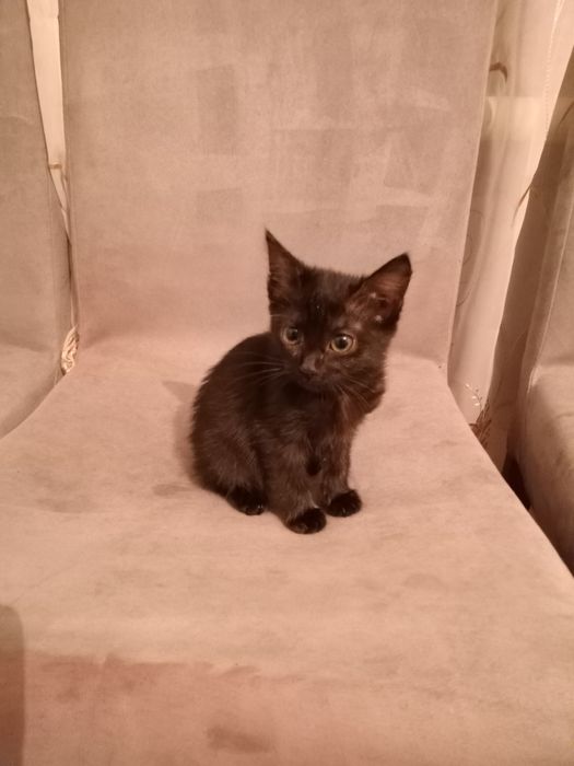 Одам добрые руки