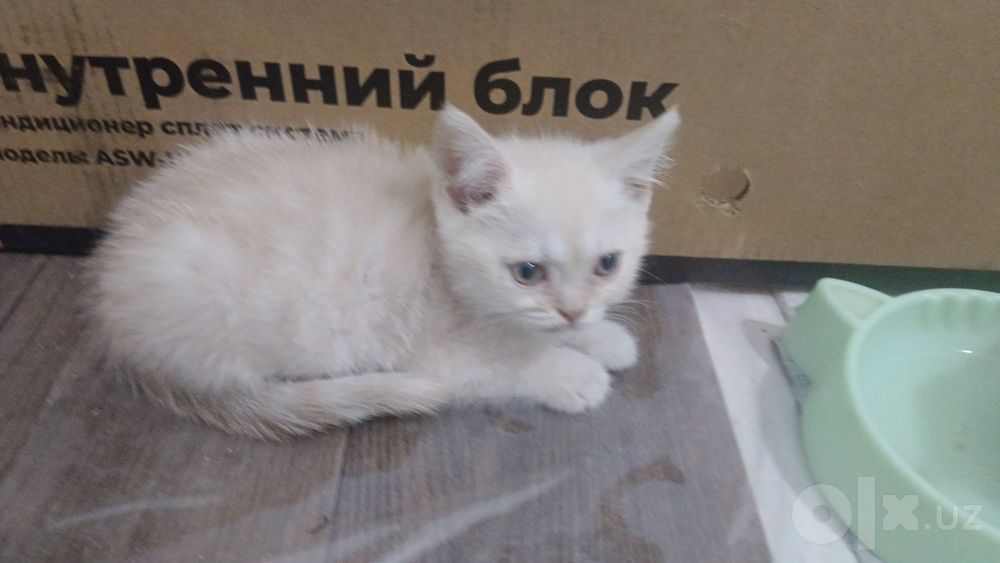 3 ta qoldi Otasi eli 2 ta óğil bola mushuchala  qoldi.sikatish strat..