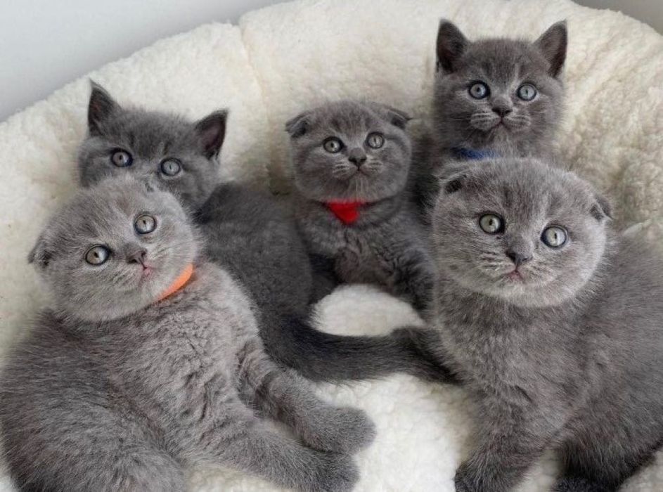 Красивенькие котята