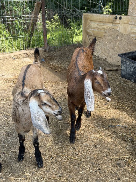 De vanzare lot anglonubiene