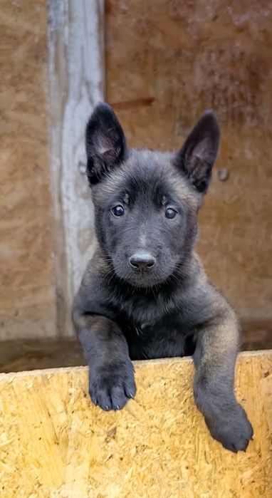 Pui Malinois culoare CARBON de calitate, ideali pentru pază și protecție