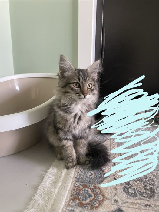 Кошка, отдам в добрые руки