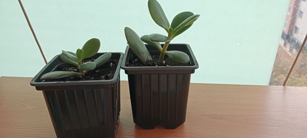 Толстяка, денежное дерево  500 тенге