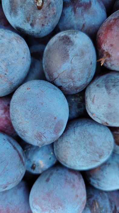 Fructe mere si prune