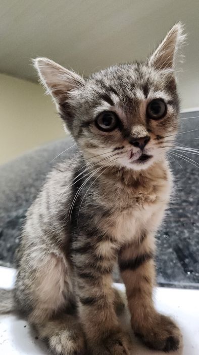 Котёнок ласковый хороший