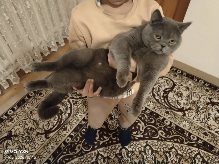 ‼️‼️ VYASKA ‼️‼️