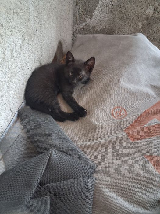 Dau pisoi spre adopție