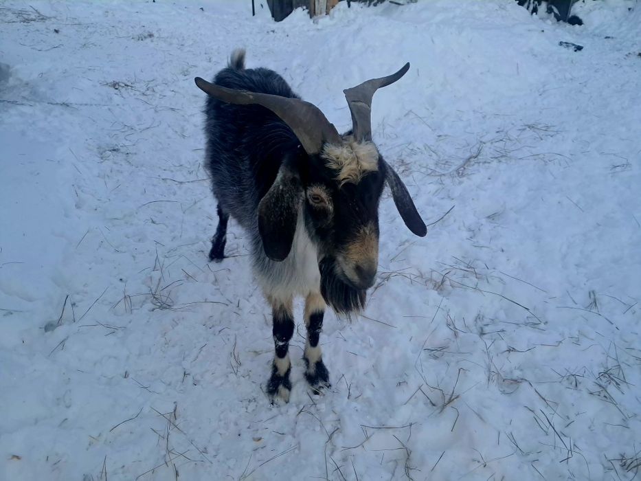 Продам взрослого козла