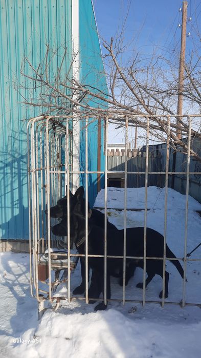 Очаровательные щенки вео