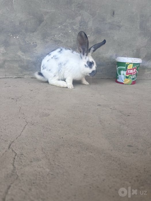 Quyon urg’ochi самка