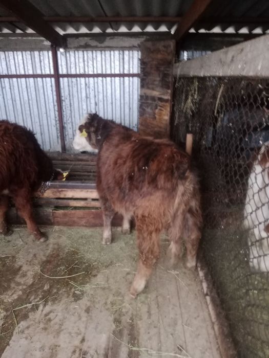 Продам бычков пососы