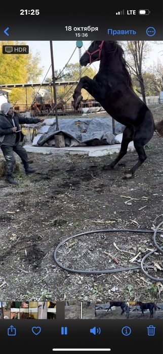 Продам жеребца!.