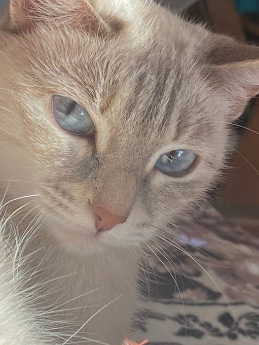 кошечка по имени Малиса