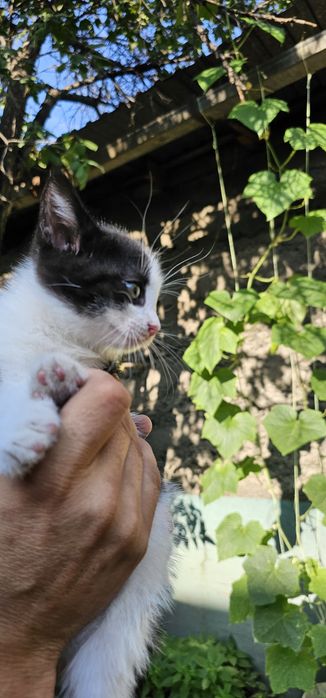 Бесплатно,  котята