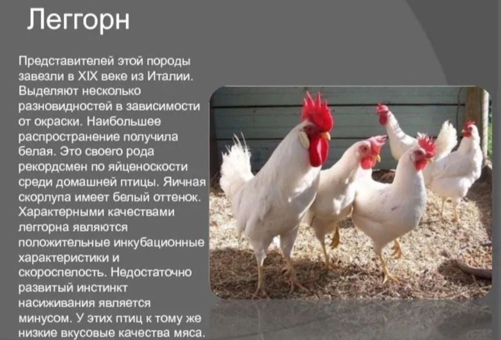 Инкубационые яйца Леггорн