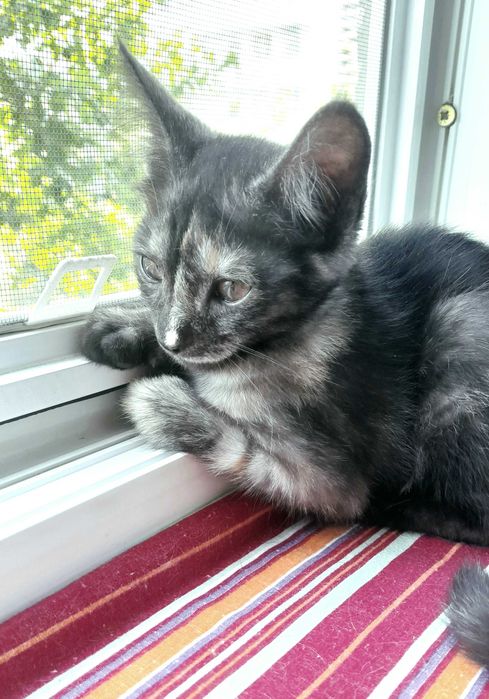 Котенок в Добрые руки. Бесплатно. Девочка - 2,5 месяца.