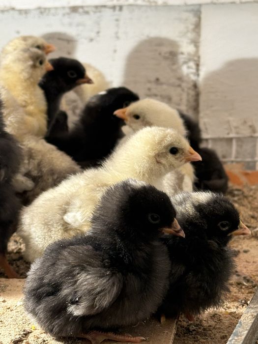Продам цыплят породы плимутрок