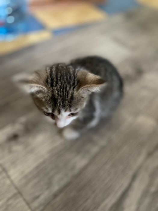 Отдам беплатно котенка в хорошие руки