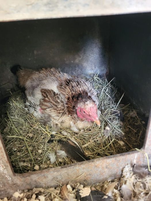 Сатамын дакан курик мекен 17000