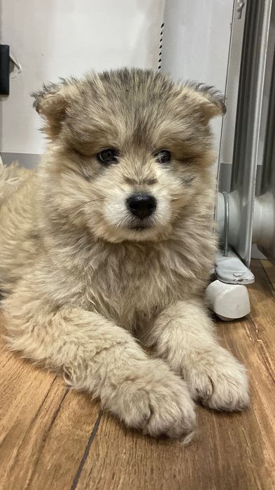 Отдам щеночка читать внимательно