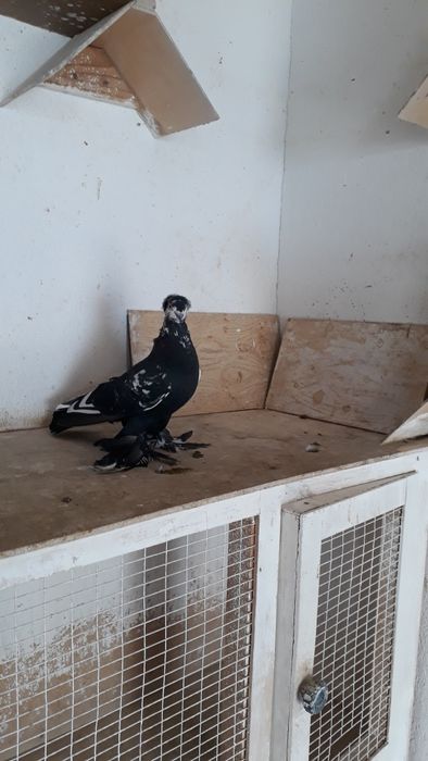 Старопородные голуби