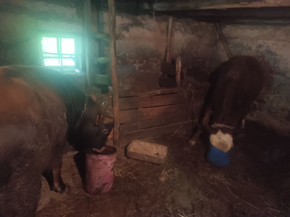Продам быков на откорме